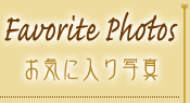 Favorite Photos - お気に入り写真