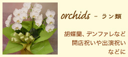 orchids - ށFӒAft@ȂǊJXjojȂǂ