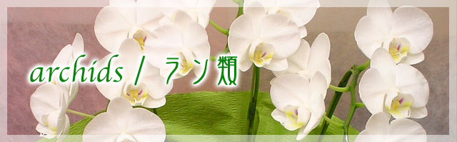 archids/ラン類