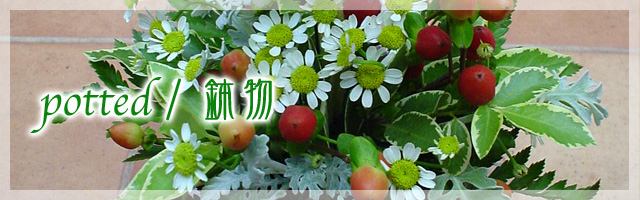 potted/鉢物